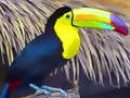 Xogo Toucan Bird Jigsaw