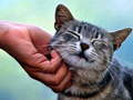 Xogo Tickling Cat