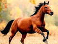 Xogo Horse Slide