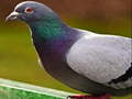 Xogo Pigeon Jigsaw Puzzle