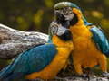 Xogo Parrot Jigsaw