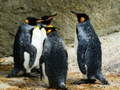 Xogo King Penguin Jigsaw