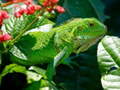 Xogo Wild Iguana