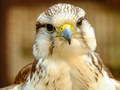 Xogo Gyrfalcon Jigsaw