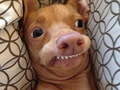 Xogo What meme dog are you ?