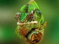 Xogo Chameleon Jigsaw
