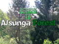 Xogo Return To Alsunga Forest