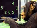 Xogo Memory Chimp