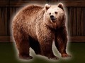Xogo Save The Grizzly Bear
