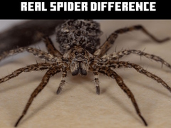 Xogo Real Spider Difference