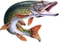 xogos de pesca 